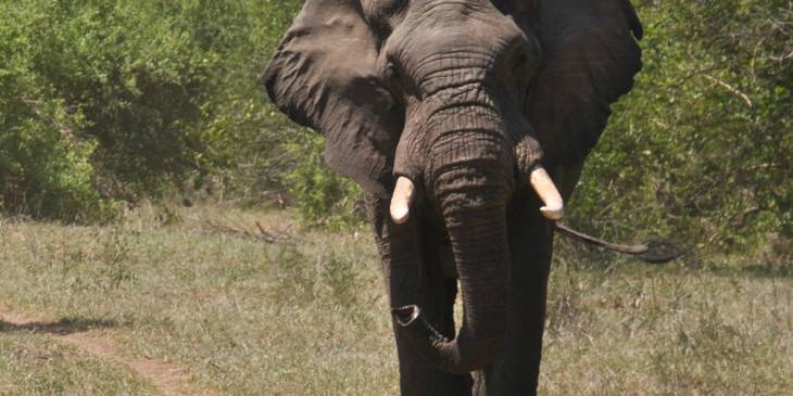 Boze olifant.
