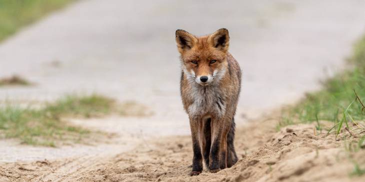 Nederland Amsterdamse Waterleiding Duinen Sophie RonReizen Vos