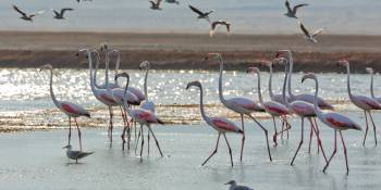 Israël vogels spotten RonReizen steltlopers goisrael.com