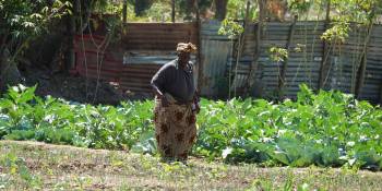 Gambia RonReizen werken op het land