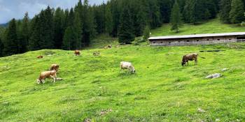 Een best koeienleven in Val di Sole - RonReizen