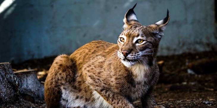 Europa wildlife RonReizen Zweedse lynx