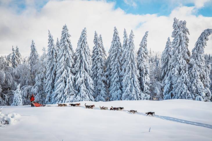 Frankrijk skien wintersport RonReizen.nl sledehonden