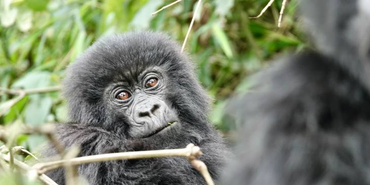 Rwanda gorilla trekking RonReizen opening