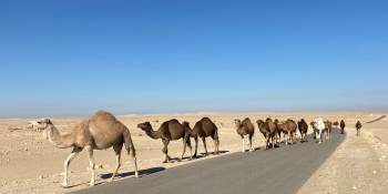 Tunesië rondreis Harmke Kraak RonReizen.nl kamelen