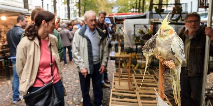 Struinen in zomers Antwerpen