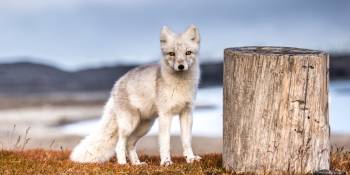 Nordic Exploratiereizen RonReizen.nl poolvos
