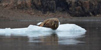 Groenland expeditie Michel Leijen RonReizen.nl walrus