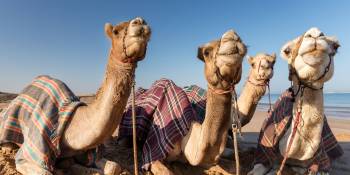 Ras Al Khaimah actief RonReizen.nl kamelen