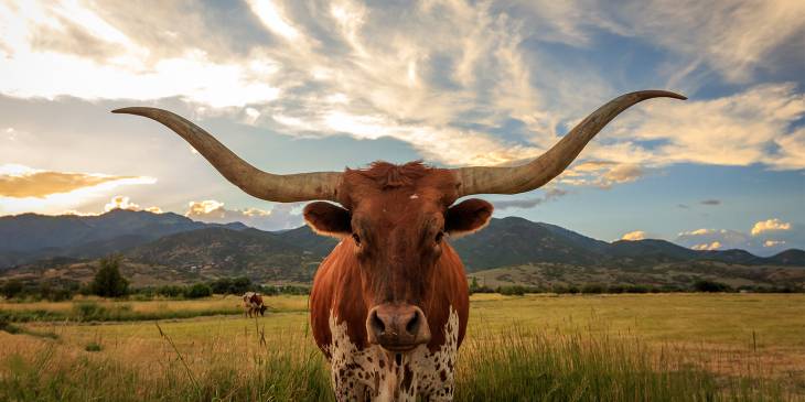 Groot, groter, groots in Texas