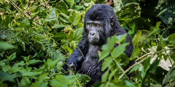 Gorilla