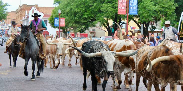 Fort Worth Cattle Drive