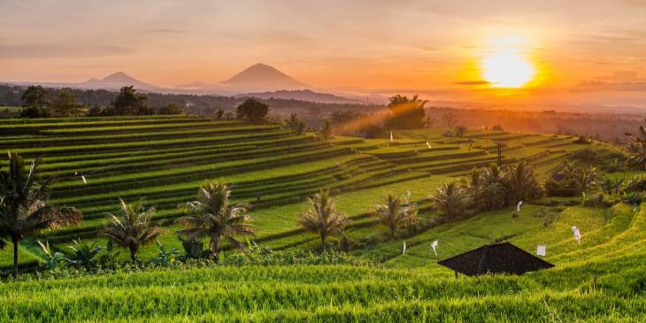 Rijstvelden Bali