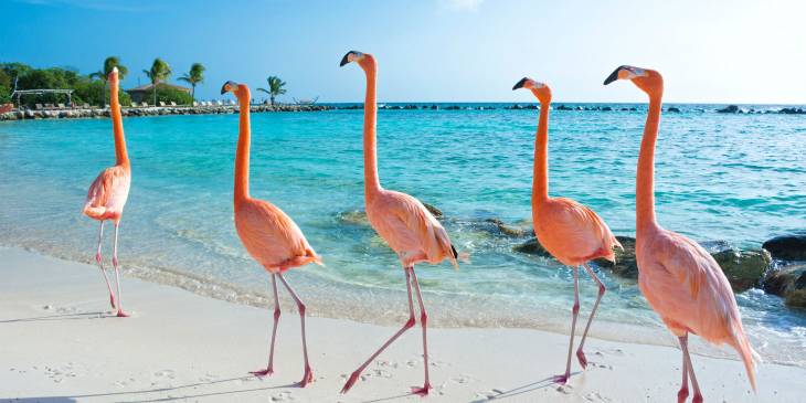 Flamingo's op Aruba